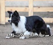 Лайка, дресирувально-готельний клуб фото