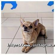 Французька ветеринарна клініка, клініка для тварин фото