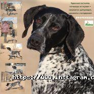 Лайка, дресирувально-готельний клуб фото