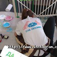 Star Grooming, грумінг-салон фото