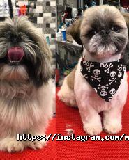 Моhnatikoff, зоосалон фото