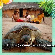 Travel Service, туристическое агентство фото