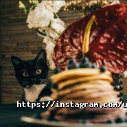 Ветдопомога, ветклініка фото