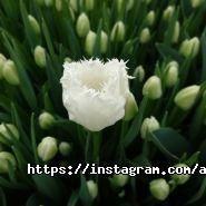Цветы для Счастья, цветочный магазин фото