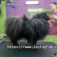 VRGrooming, салон для тварин фото