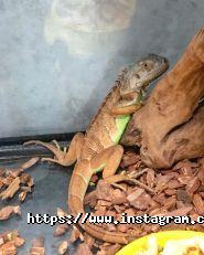 Тритон, зооцентр фото