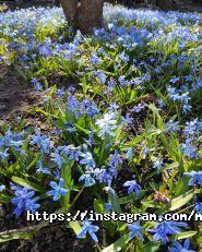 Mehndi, студія фото