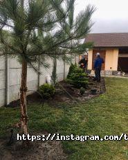 Твій сад фото