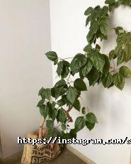 SweetStory, кав'ярня фото