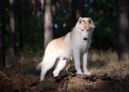 Minsky siberians, розплідник хаскі фото