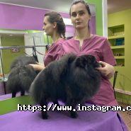 VRGrooming, салон для тварин фото