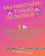 Star Grooming, грумінг-салон фото