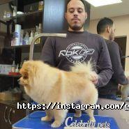 Celebrity Pets, салон красоты для животных фото