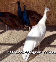 Еколандія, заміський комплекс фото