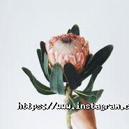 Buzina, організація свят фото