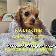Celebrity Pets, салон красоты для животных фото