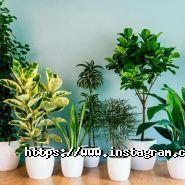 Земля X, садовий центр фото