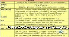 Ноев Ковчег, контактный мини-зоопарк фото