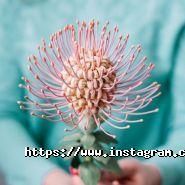 Buzina, організація свят фото