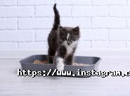 ПроХвост, ветеринарний центр фото