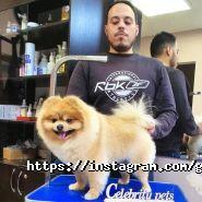 Celebrity Pets, салон красоты для животных фото