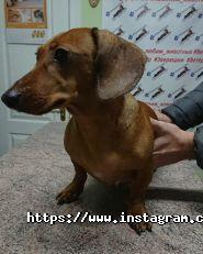 ПроХвост, ветеринарний центр фото