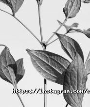 SweetStory, кав'ярня фото