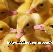 Дубровський, ресторан і курорт фото