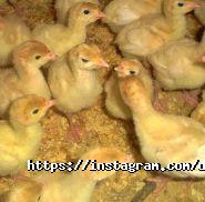 Дубровський, ресторан і курорт фото