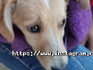 Koriца, танцювальна студія фото