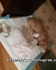 Koriца, танцювальна студія фото