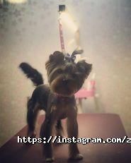 Грумінг-салон на проспекті Поля фото