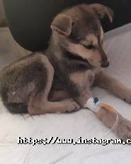 Koriца, танцювальна студія фото