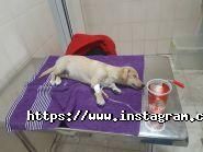 Koriца, танцювальна студія фото