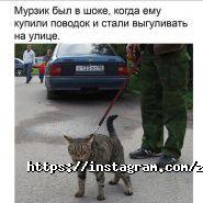 Зоомагазин на Донцова фото