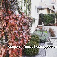 Zeleno, студія ландшафтного дизайну фото