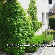 Zeleno, студія ландшафтного дизайну фото