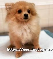 Doktor Zoo, ветеринарна клініка фото