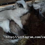 Фотограф Професійний фотограф Юра Бочко фото