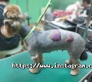 СимпотяЖка, зоосалон фото