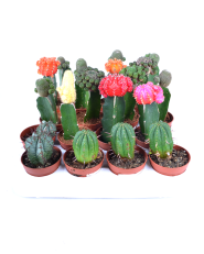 Cactus, магазин квітів - фото 2