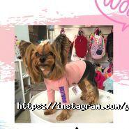 Glamour Dog, домашні тварини і птахи фото