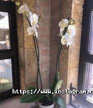 Квіткова Галерея, магазин квітів фото