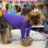 Glamour Dog, домашні тварини і птахи фото