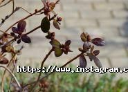 Парк Совіньон, житловий комплекс фото