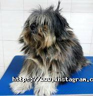 Doktor Zoo, ветеринарна клініка фото