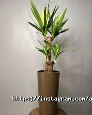 Авеста Флора, квіткова студія фото