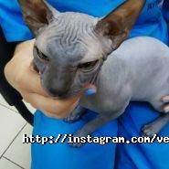 Ветус, ветеринарна клініка фото