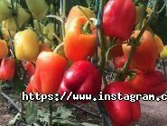 Agrolife, садово-городний інтернет-магазин фото