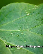 Mozzarella fresca, продуктовый магазин фото